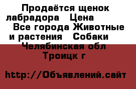 Продаётся щенок лабрадора › Цена ­ 30 000 - Все города Животные и растения » Собаки   . Челябинская обл.,Троицк г.